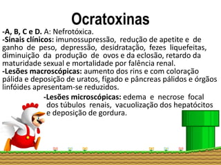Ocratoxinas
-A, B, C e D. A: Nefrotóxica.
-Sinais clínicos: imunossupressão, redução de apetite e de
ganho de peso, depressão, desidratação, fezes liquefeitas,
diminuição da produção de ovos e da eclosão, retardo da
maturidade sexual e mortalidade por falência renal.
-Lesões macroscópicas: aumento dos rins e com coloração
pálida e deposição de uratos, fígado e pâncreas pálidos e órgãos
linfóides apresentam-se reduzidos.
-Lesões microscópicas: edema e necrose focal
dos túbulos renais, vacuolização dos hepatócitos
e deposição de gordura.
 