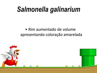 Salmonella galinarium
• Rim aumentado de volume
apresentando coloração amarelada
 