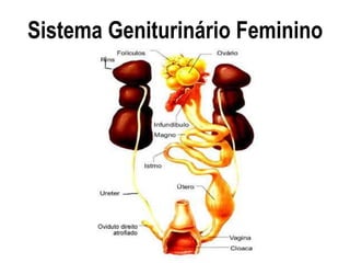 Sistema Geniturinário Feminino
 