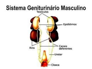 Sistema Geniturinário Masculino
 