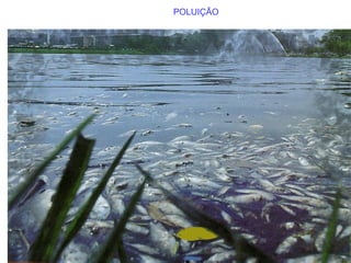 POLUIÇÃO
 