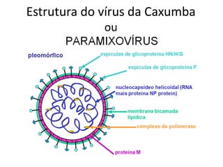 Estrutura do vírus da Caxumba
ou
 