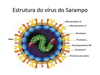 Estrutura do vírus do Sarampo
 