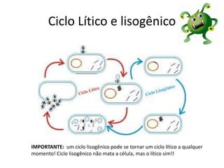 Ciclo Lítico e lisogênico
IMPORTANTE: um ciclo lisogênico pode se tornar um ciclo lítico a qualquer
momento! Ciclo lisogênico não mata a célula, mas o lítico sim!!
 