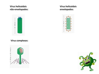 Vírus helicoidais
não-envelopados:
Vírus helicoidais
envelopados:
Vírus complexos:
 