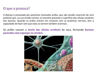 O que a provoca?A doença é provocada por partículas chamadas priões, que são versões anormais de uma proteína que, na sua versão normal, se encontra presente à superfície das células cerebrais dos bovinos. Quando os priõesentram em contacto com as proteínas normais, têm a capacidade de fazer com que estas se tornem também anormais . Os priões causam a morte das células cerebrais da vaca, formando buracos parecidos com esponjas no cérebro.
