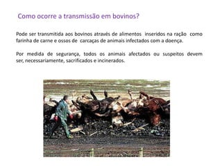 Como ocorre a transmissão em bovinos?Pode ser transmitida aos bovinos através de alimentos  inseridos na ração  como farinha de carne e ossos de  carcaças de animais infectados com a doença. Por medida de segurança, todos os animais afectados ou suspeitos devem ser, necessariamente, sacrificados e incinerados.