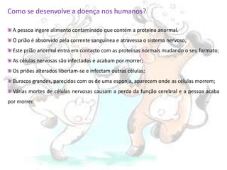 Como se desenvolve a doença nos humanos? A pessoa ingere alimento contaminado que contém a proteína anormal. O priãoé absorvido pela corrente sanguínea e atravessa o sistema nervoso;  Este príãoanormal entra em contacto com as proteínas normais mudando o seu formato; As células nervosas são infectadas e acabam por morrer; Os priõesalterados libertam-se e infectam outras células; Buracos grandes, parecidos com os de uma esponja, aparecem onde as células morrem;  Várias mortes de células nervosas causam a perda da função cerebral e a pessoa acaba por morrer.