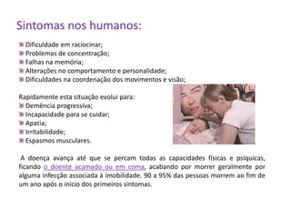 Sintomas nos humanos: Dificuldade em raciocinar; Problemas de concentração; Falhas na memória;  Alterações no comportamento e personalidade; Dificuldades na coordenação dos movimentos e visão; Rapidamente esta situação evolui para: Demência progressiva; Incapacidade para se cuidar; Apatia; Irritabilidade;  Espasmos musculares. A doença avança até que se percam todas as capacidades físicas e psíquicas, ficando o doente acamado ou em coma, acabando por morrer geralmente por alguma infecção associada à imobilidade. 90 a 95% das pessoas morrem ao fim de um ano após o início dos primeiros sintomas.
