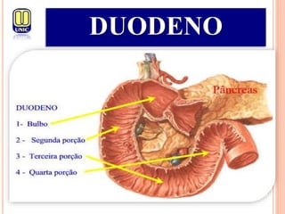 DUODENO
DUODENO
 