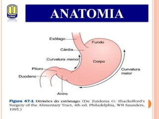 ANATOMIA
 