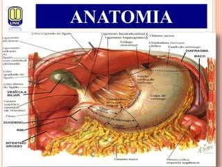 ANATOMIA
 