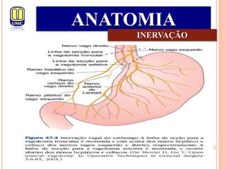 ANATOMIA
INERVAÇÃO
 