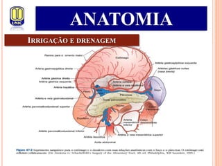 IRRIGAÇÃO E DRENAGEM
ANATOMIA
 