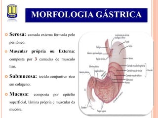  Serosa: camada externa formada pelo
peritôneo.
 Muscular própria ou Externa:
composta por 3 camadas de musculo
liso.
 Submucosa: tecido conjuntivo rico
em colágeno.
 Mucosa: composta por epitélio
superficial, lâmina própria e muscular da
mucosa.
MORFOLOGIA GÁSTRICA
 