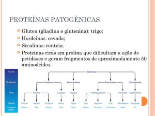 PROTEÍNAS PATOGÊNICAS
 Gluten (gliadina e glutenina): trigo;
 Hordeinas: cevada;
 Secalinas: centeio;
 Proteínas ricas em prolina que dificultam a ação de
petidases e geram fragmentos de aproximadamente 50
aminoácidos.
 