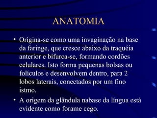 ANATOMIA Origina-se como uma invaginação na base da faringe, que cresce abaixo da traquéia anterior e bifurca-se, formando cordões celulares. Isto forma pequenas bolsas ou folículos e desenvolvem dentro, para 2 lobos laterais, conectados por um fino istmo. A origem da glândula nabase da língua está evidente como forame cego. 