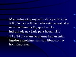 Microvilos são projetados da superfície do folículo para o lúmen; eles estão envolvidos na endocitose da Tg, que é então hidrolisada na célula para liberar HT. T3 e T4 circulam no plasma largamente ligados a proteínas, em equilíbrio com o hormônio livre. 
