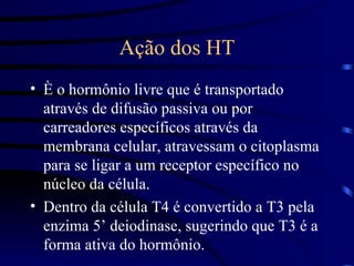 Ação dos HT È o hormônio livre que é transportado através de difusão passiva ou por carreadores específicos através da membrana celular, atravessam o citoplasma para se ligar a um receptor específico no núcleo da célula. Dentro da célula T4 é convertido a T3 pela enzima 5’ deiodinase, sugerindo que T3 é a forma ativa do hormônio. 