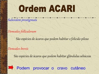 Demodex folliculorum
São espécies de ácaros que podem habitar o folículo piloso
Podem provocar o cravo cutâneo
Demodex brevis
São espécies de ácaros que podem habitar glândulas sebáceas
Subordem prostigmata
 