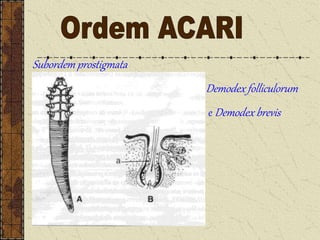 Demodex folliculorum
e Demodex brevis
Subordem prostigmata
 