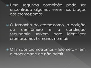  Uma segunda constrição pode ser 
encontrada algumas vezes nos braços 
dos cromossomos. 
 O tamanho do cromossomo, a posição 
do centrômero e a constrição 
secundária servem para identificar 
cromossomos humanos normais 
 O fim dos cromossomos – telômero – têm 
a propriedade de não aderir. 
 