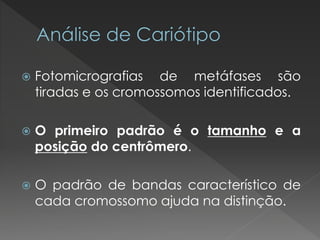  Fotomicrografias de metáfases são 
tiradas e os cromossomos identificados. 
 O primeiro padrão é o tamanho e a 
posição do centrômero. 
 O padrão de bandas característico de 
cada cromossomo ajuda na distinção. 
 