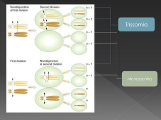 Trissomia 
Monossomia 
 