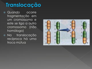  Quando ocorre 
fragmentação em 
um cromossomo e 
este se liga a outro 
cromossomo (não 
homólogo) 
 Na translocação 
recíproca há uma 
troca mútua 
 