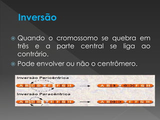 Quando o cromossomo se quebra em 
três e a parte central se liga ao 
contrário. 
 Pode envolver ou não o centrômero. 
 