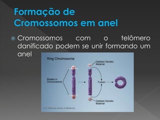  Cromossomos com o telômero 
danificado podem se unir formando um 
anel 
 