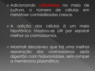  Adicionando colchicina no meio de 
cultura, o número de células em 
metáfase contabilizadas cresce. 
 A adição das células à um meio 
hipotônico mostrou-se útil por separar 
melhor os cromossomos. 
 Marshall descreveu que há uma melhor 
separação dos cromossomos após 
digestão com hialuronidase, sem romper 
a membrana plasmática. 
 