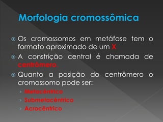  Os cromossomos em metáfase tem o 
formato aproximado de um X 
 A constrição central é chamada de 
centrômero. 
 Quanto a posição do centrômero o 
cromossomo pode ser: 
› Metacêntrico 
› Submetacêntrico 
› Acrocêntrico 
 
