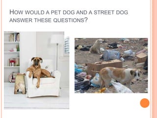 How would a pet dog and a street dog answer these questions?<br />