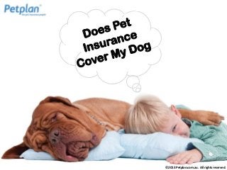 © 2013 Petplan.com.au . All rights reserved.

 