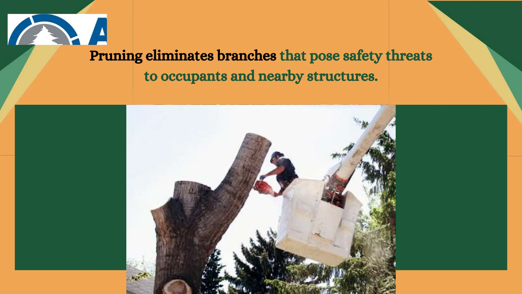 Does Pruning Improve Tree Form and Aesthetics | PPTX