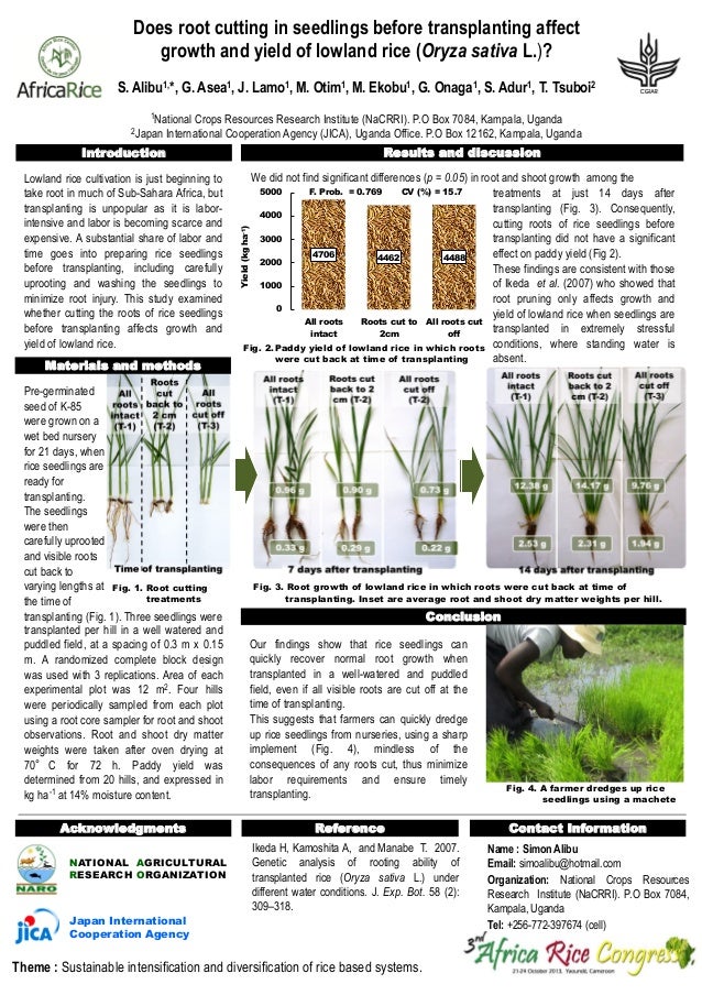 Does root cutting in seedlings before transplanting affect growth and…