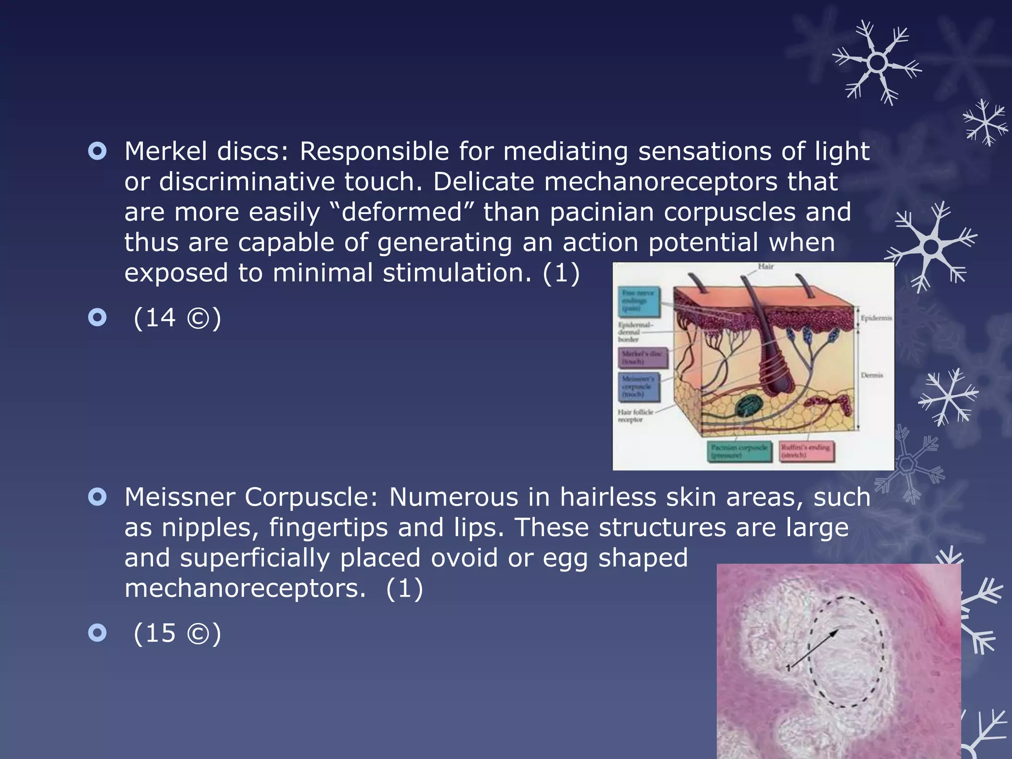  Merkel discs: Responsible for mediating sensations of light
  or discriminative touch. Delicate mechanoreceptors that
  are more easily “deformed” than pacinian corpuscles and
  thus are capable of generating an action potential when
  exposed to minimal stimulation. (1)
 (14 ©)




 Meissner Corpuscle: Numerous in hairless skin areas, such
  as nipples, fingertips and lips. These structures are large
  and superficially placed ovoid or egg shaped
  mechanoreceptors. (1)
 (15 ©)
 