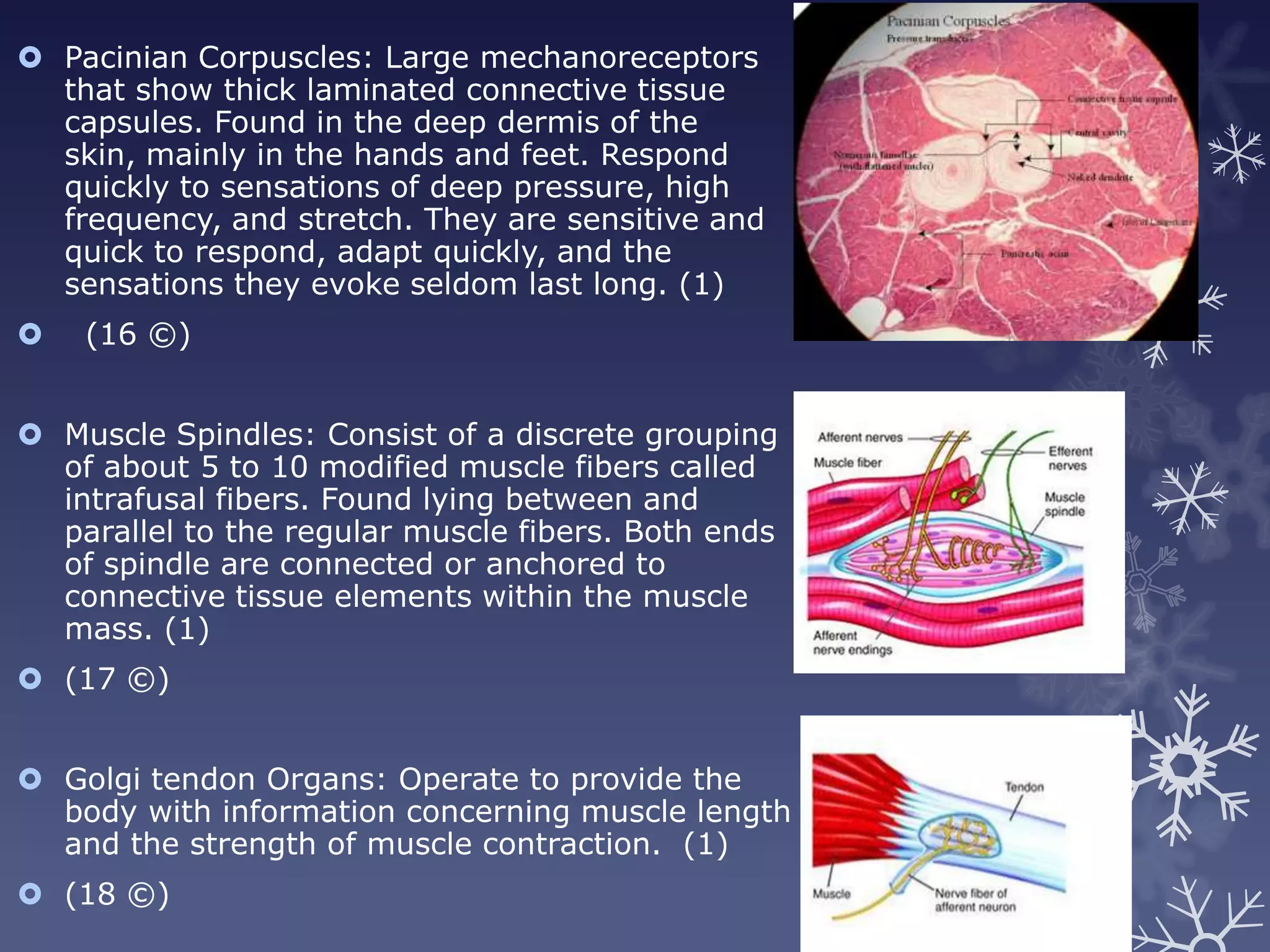  Pacinian Corpuscles: Large mechanoreceptors
  that show thick laminated connective tissue
  capsules. Found in the deep dermis of the
  skin, mainly in the hands and feet. Respond
  quickly to sensations of deep pressure, high
  frequency, and stretch. They are sensitive and
  quick to respond, adapt quickly, and the
  sensations they evoke seldom last long. (1)
   (16 ©)


 Muscle Spindles: Consist of a discrete grouping
  of about 5 to 10 modified muscle fibers called
  intrafusal fibers. Found lying between and
  parallel to the regular muscle fibers. Both ends
  of spindle are connected or anchored to
  connective tissue elements within the muscle
  mass. (1)
 (17 ©)


 Golgi tendon Organs: Operate to provide the
  body with information concerning muscle length
  and the strength of muscle contraction. (1)
 (18 ©)
 