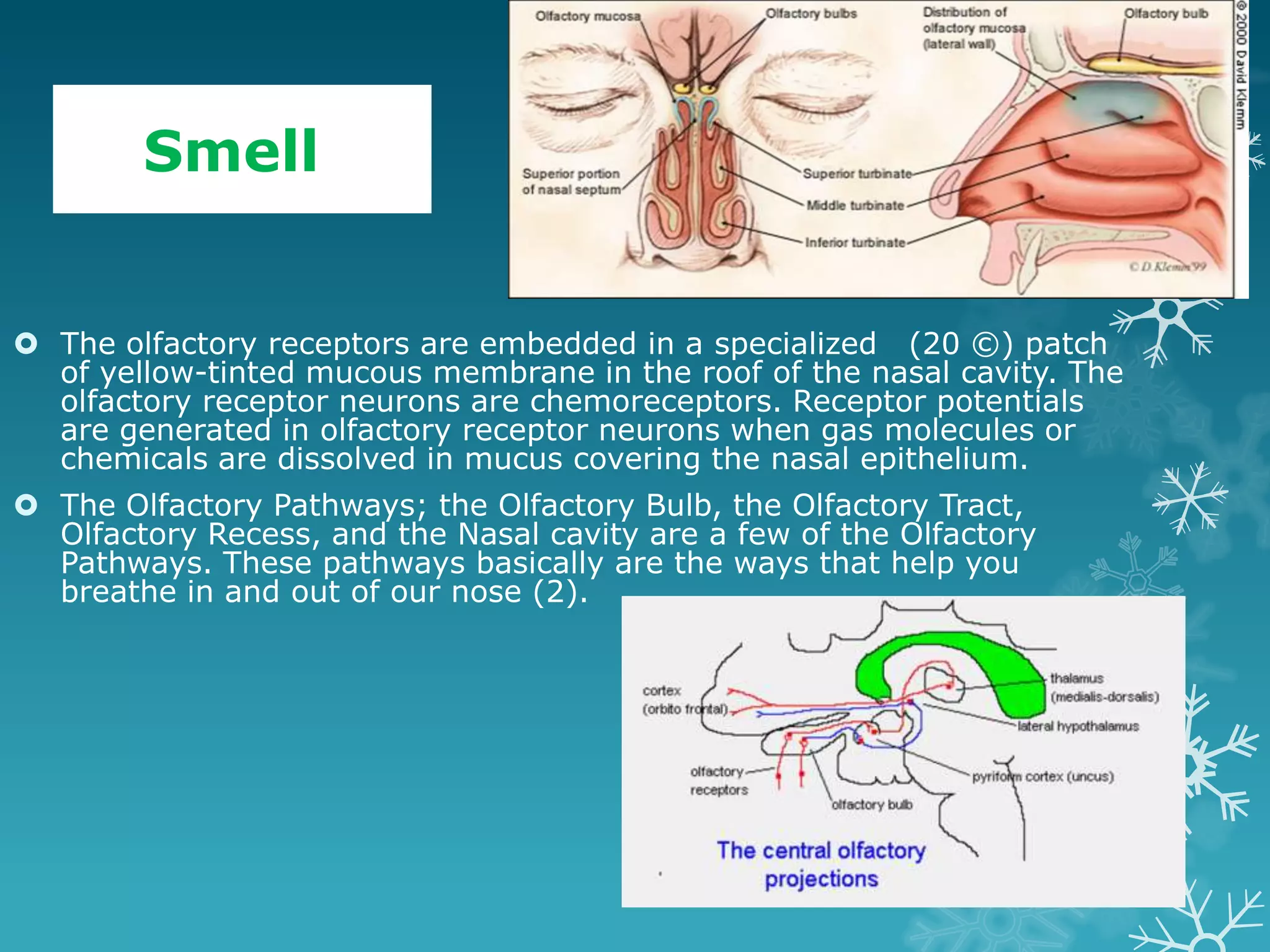 Smell


 The olfactory receptors are embedded in a specialized (20 ©) patch
  of yellow-tinted mucous membrane in the roof of the nasal cavity. The
  olfactory receptor neurons are chemoreceptors. Receptor potentials
  are generated in olfactory receptor neurons when gas molecules or
  chemicals are dissolved in mucus covering the nasal epithelium.
 The Olfactory Pathways; the Olfactory Bulb, the Olfactory Tract,
  Olfactory Recess, and the Nasal cavity are a few of the Olfactory
  Pathways. These pathways basically are the ways that help you
  breathe in and out of our nose (2).
 
