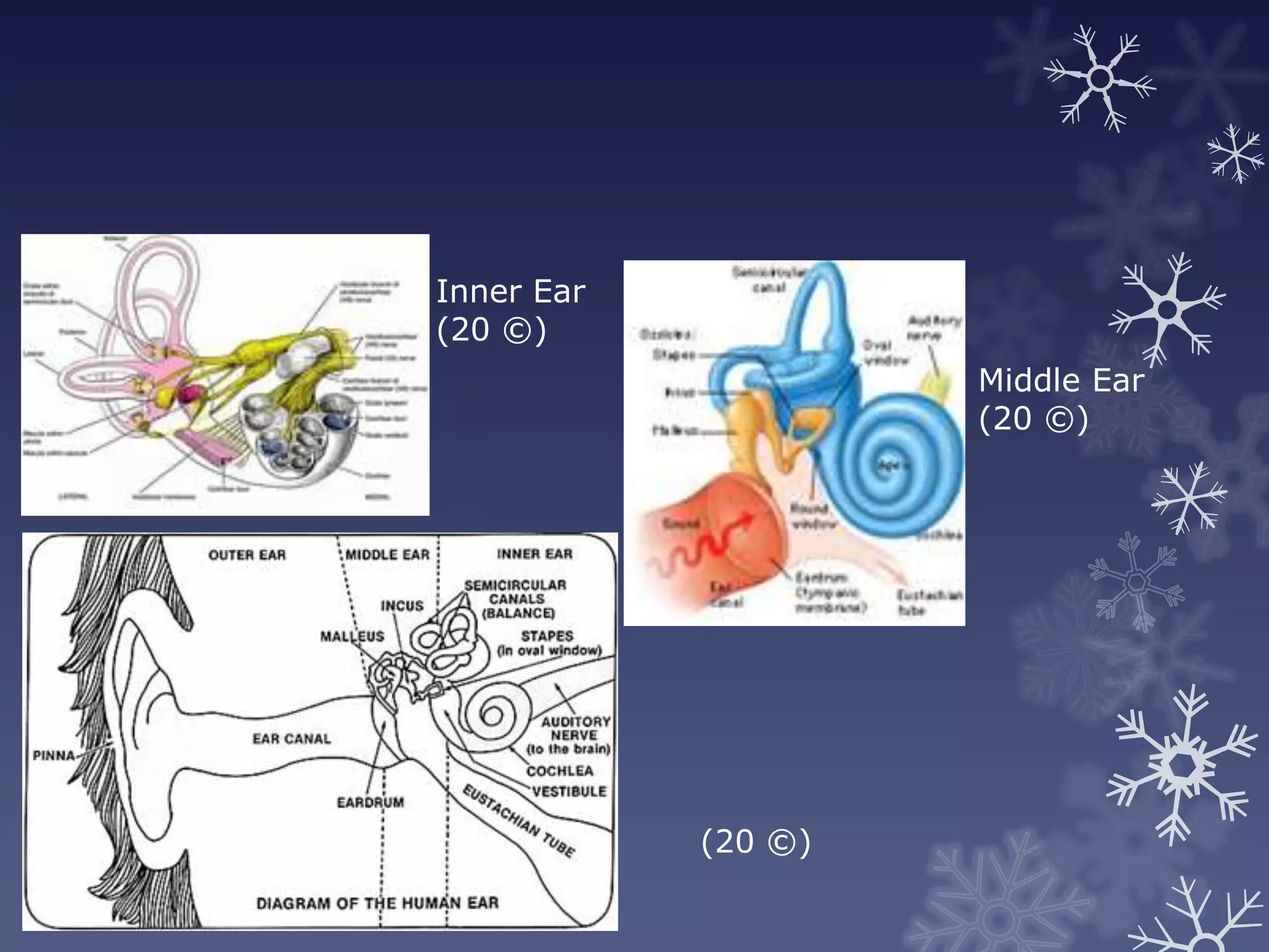 Inner Ear
(20 ©)
                     Middle Ear
                     (20 ©)




            (20 ©)
 