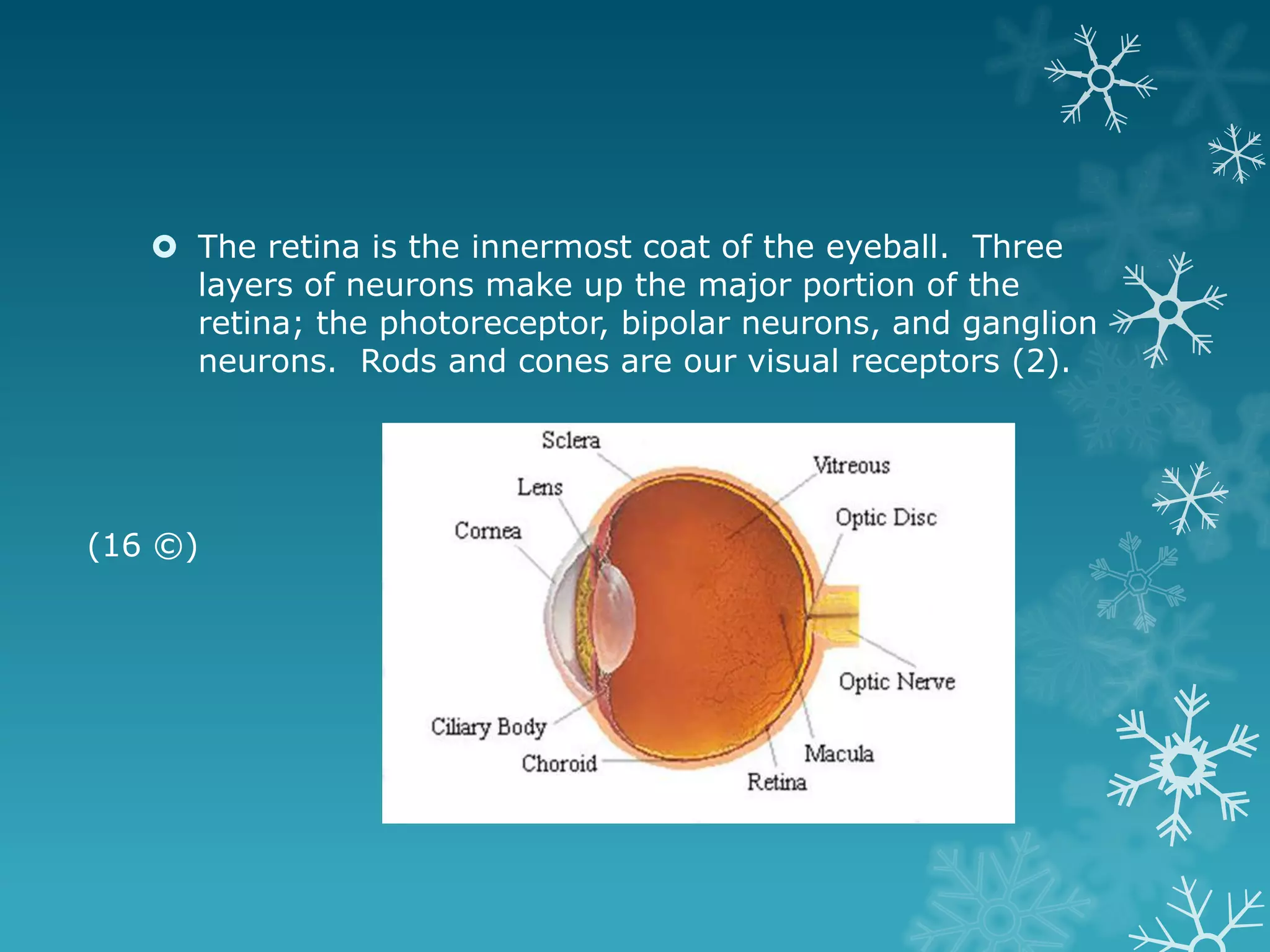  The retina is the innermost coat of the eyeball. Three
     layers of neurons make up the major portion of the
     retina; the photoreceptor, bipolar neurons, and ganglion
     neurons. Rods and cones are our visual receptors (2).




(16 ©)
 