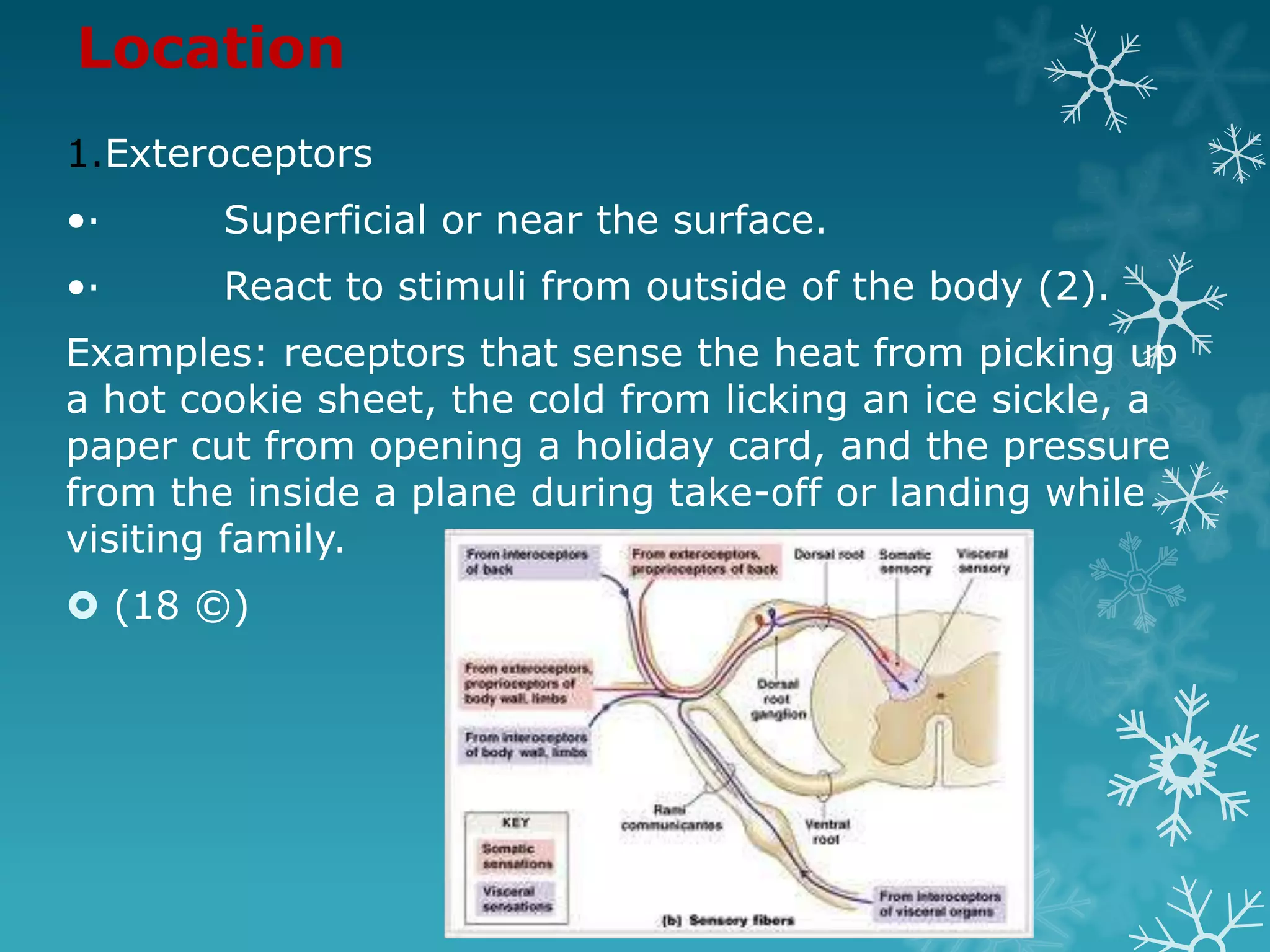 Location
1.Exteroceptors
•·      Superficial or near the surface.
•·      React to stimuli from outside of the body (2).
Examples: receptors that sense the heat from picking up
a hot cookie sheet, the cold from licking an ice sickle, a
paper cut from opening a holiday card, and the pressure
from the inside a plane during take-off or landing while
visiting family.
 (18 ©)
 