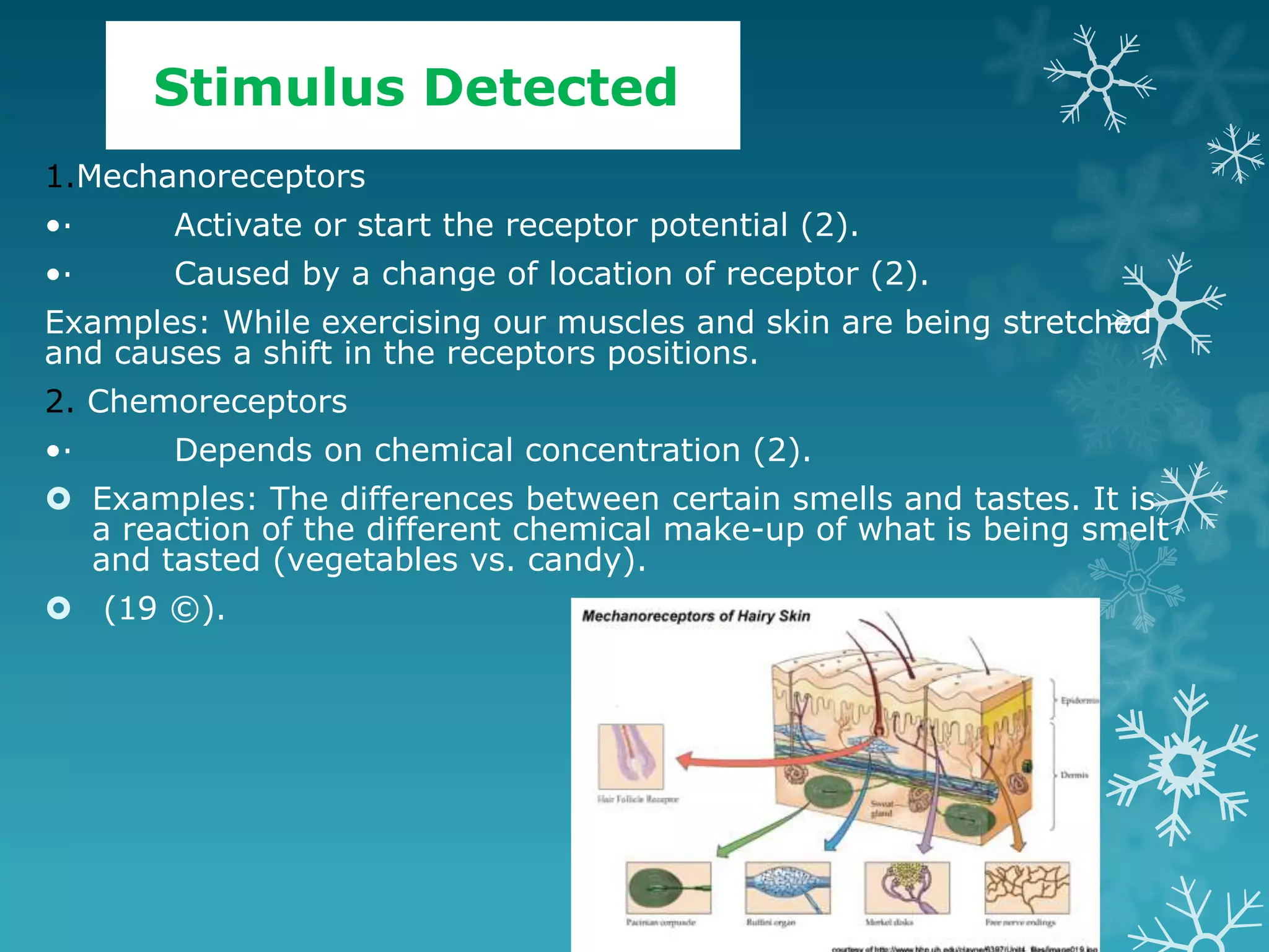 Stimulus Detected
1.Mechanoreceptors
•·     Activate or start the receptor potential (2).
•·     Caused by a change of location of receptor (2).
Examples: While exercising our muscles and skin are being stretched
and causes a shift in the receptors positions.
2. Chemoreceptors
•·     Depends on chemical concentration (2).
 Examples: The differences between certain smells and tastes. It is
  a reaction of the different chemical make-up of what is being smelt
  and tasted (vegetables vs. candy).
 (19 ©).
 