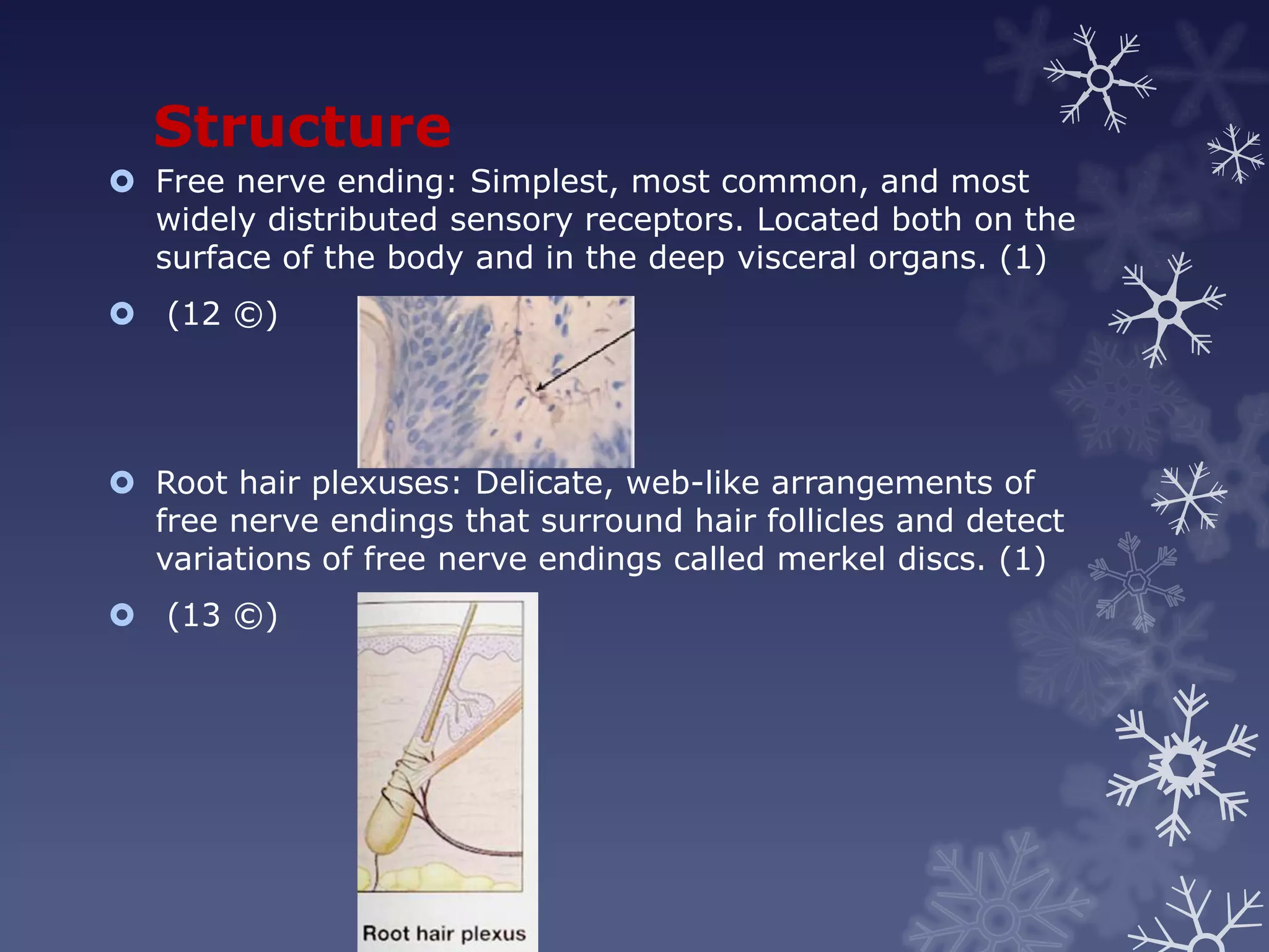 Structure
 Free nerve ending: Simplest, most common, and most
  widely distributed sensory receptors. Located both on the
  surface of the body and in the deep visceral organs. (1)
 (12 ©)




 Root hair plexuses: Delicate, web-like arrangements of
  free nerve endings that surround hair follicles and detect
  variations of free nerve endings called merkel discs. (1)
 (13 ©)
 