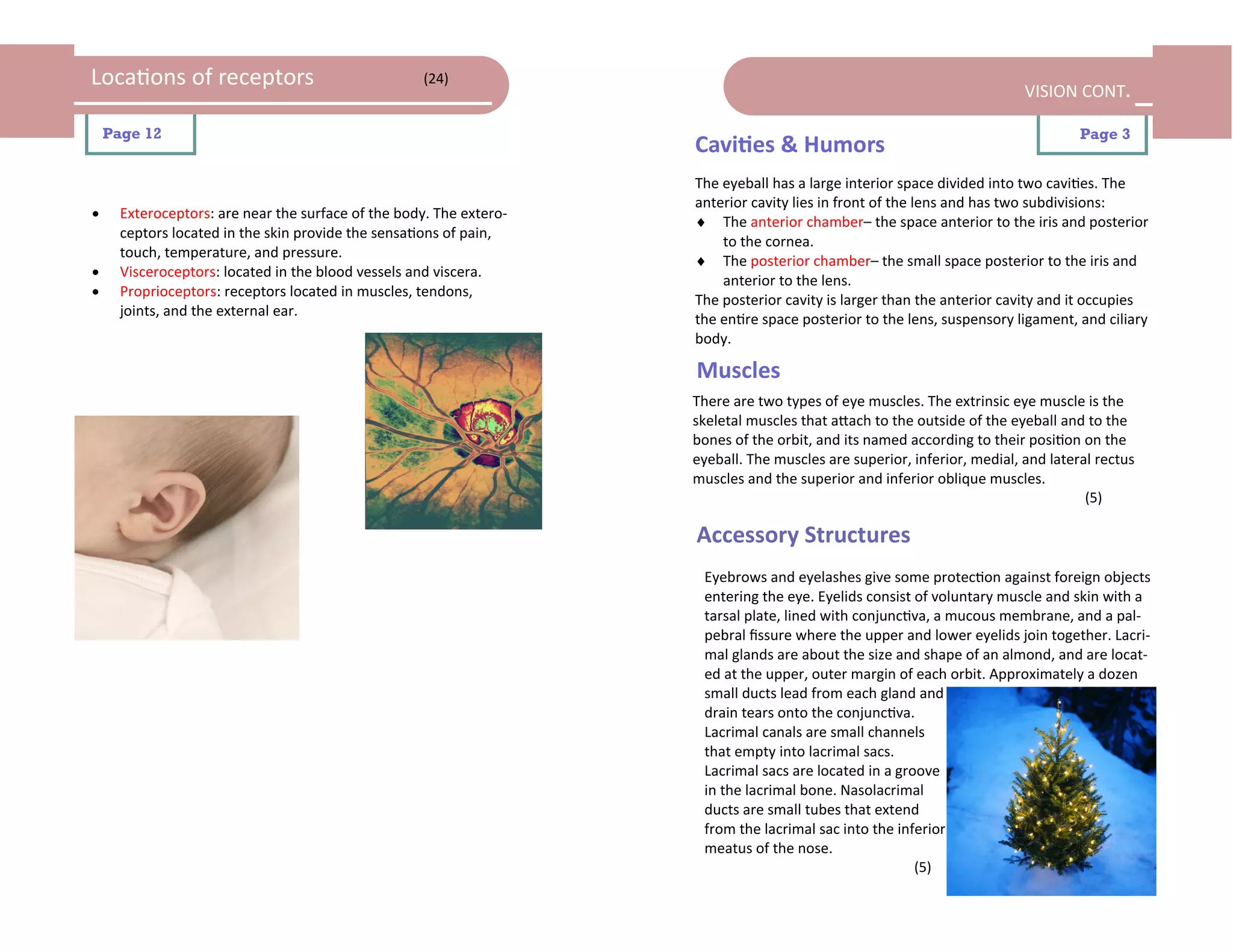 Locations of receptors                               (24)
                                                                                                                          VISION CONT.

    Page 12                                                                                                                        Page 3
                                                                     Cavities & Humors
                                                                     The eyeball has a large interior space divided into two cavities. The
                                                                     anterior cavity lies in front of the lens and has two subdivisions:
     Exteroceptors: are near the surface of the body. The extero-
                                                                      The anterior chamber– the space anterior to the iris and posterior
      ceptors located in the skin provide the sensations of pain,
                                                                         to the cornea.
      touch, temperature, and pressure.
                                                                      The posterior chamber– the small space posterior to the iris and
     Visceroceptors: located in the blood vessels and viscera.
                                                                         anterior to the lens.
     Proprioceptors: receptors located in muscles, tendons,
                                                                     The posterior cavity is larger than the anterior cavity and it occupies
      joints, and the external ear.
                                                                     the entire space posterior to the lens, suspensory ligament, and ciliary
                                                                     body.

                                                                     Muscles
                                                                     There are two types of eye muscles. The extrinsic eye muscle is the
                                                                     skeletal muscles that attach to the outside of the eyeball and to the
                                                                     bones of the orbit, and its named according to their position on the
                                                                     eyeball. The muscles are superior, inferior, medial, and lateral rectus
                                                                     muscles and the superior and inferior oblique muscles.
                                                                                                                                    (5)

                                                                     Accessory Structures
                                                                      Eyebrows and eyelashes give some protection against foreign objects
                                                                      entering the eye. Eyelids consist of voluntary muscle and skin with a
                                                                      tarsal plate, lined with conjunctiva, a mucous membrane, and a pal-
                                                                      pebral fissure where the upper and lower eyelids join together. Lacri-
                                                                      mal glands are about the size and shape of an almond, and are locat-
                                                                      ed at the upper, outer margin of each orbit. Approximately a dozen
                                                                      small ducts lead from each gland and
                                                                      drain tears onto the conjunctiva.
                                                                      Lacrimal canals are small channels
                                                                      that empty into lacrimal sacs.
                                                                      Lacrimal sacs are located in a groove
                                                                      in the lacrimal bone. Nasolacrimal
                                                                      ducts are small tubes that extend
                                                                      from the lacrimal sac into the inferior
                                                                      meatus of the nose.
                                                                                                        (5)
 