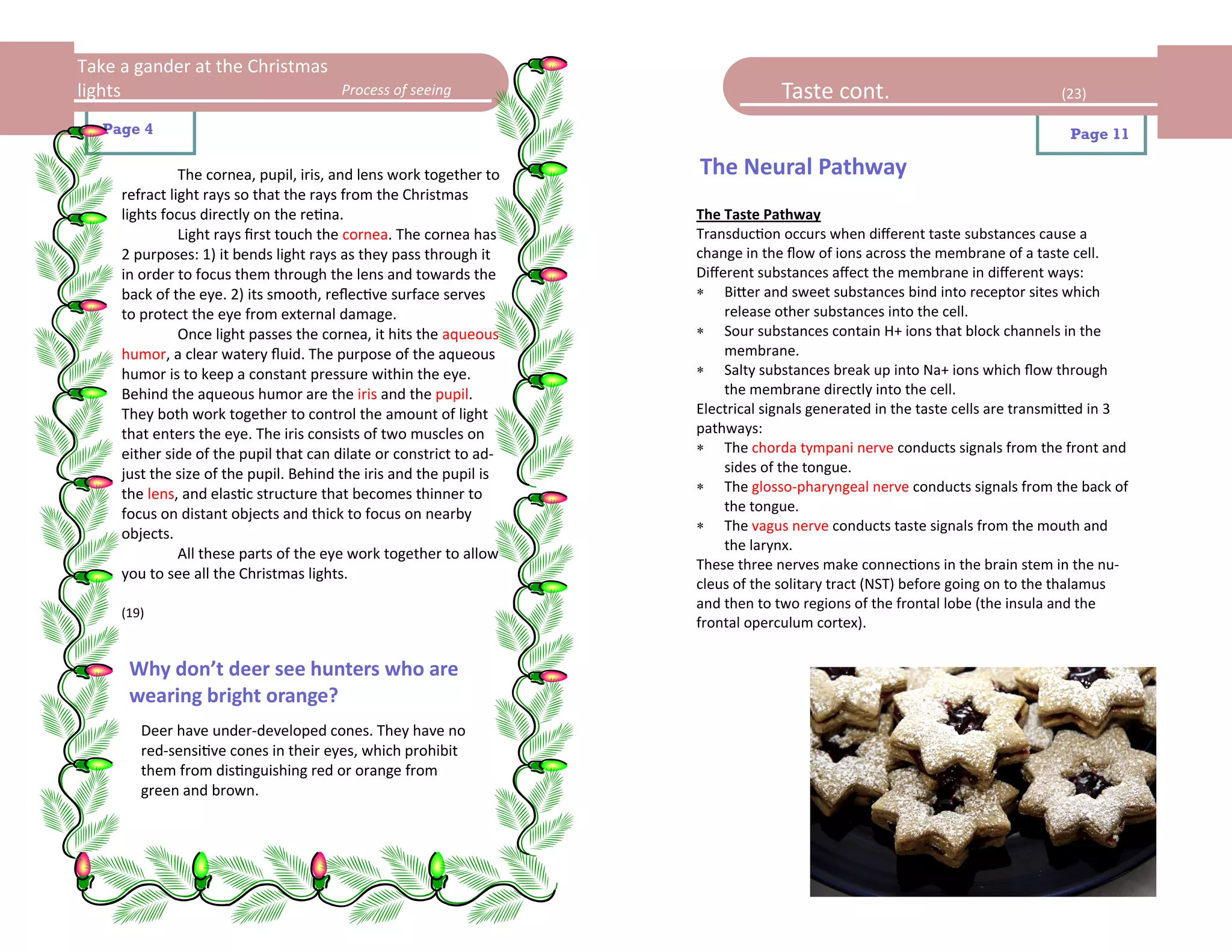 Take a gander at the Christmas
lights                                 Process of seeing                         Taste cont.                                 (23)

   Page 4                                                                                                                     Page 11

               The cornea, pupil, iris, and lens work together to   The Neural Pathway
     refract light rays so that the rays from the Christmas
     lights focus directly on the retina.                           The Taste Pathway
               Light rays first touch the cornea. The cornea has    Transduction occurs when different taste substances cause a
     2 purposes: 1) it bends light rays as they pass through it     change in the flow of ions across the membrane of a taste cell.
     in order to focus them through the lens and towards the        Different substances affect the membrane in different ways:
     back of the eye. 2) its smooth, reflective surface serves       Bitter and sweet substances bind into receptor sites which
     to protect the eye from external damage.                            release other substances into the cell.
               Once light passes the cornea, it hits the aqueous     Sour substances contain H+ ions that block channels in the
     humor, a clear watery fluid. The purpose of the aqueous             membrane.
     humor is to keep a constant pressure within the eye.            Salty substances break up into Na+ ions which flow through
     Behind the aqueous humor are the iris and the pupil.                the membrane directly into the cell.
     They both work together to control the amount of light         Electrical signals generated in the taste cells are transmitted in 3
     that enters the eye. The iris consists of two muscles on       pathways:
     either side of the pupil that can dilate or constrict to ad-    The chorda tympani nerve conducts signals from the front and
     just the size of the pupil. Behind the iris and the pupil is        sides of the tongue.
     the lens, and elastic structure that becomes thinner to         The glosso-pharyngeal nerve conducts signals from the back of
     focus on distant objects and thick to focus on nearby               the tongue.
                                                                     The vagus nerve conducts taste signals from the mouth and
     objects.
                                                                         the larynx.
               All these parts of the eye work together to allow
                                                                    These three nerves make connections in the brain stem in the nu-
     you to see all the Christmas lights.
                                                                    cleus of the solitary tract (NST) before going on to the thalamus
                                                                    and then to two regions of the frontal lobe (the insula and the
     (19)
                                                                    frontal operculum cortex).


      Why don’t deer see hunters who are
      wearing bright orange?
        Deer have under-developed cones. They have no
        red-sensitive cones in their eyes, which prohibit
        them from distinguishing red or orange from
        green and brown.
 