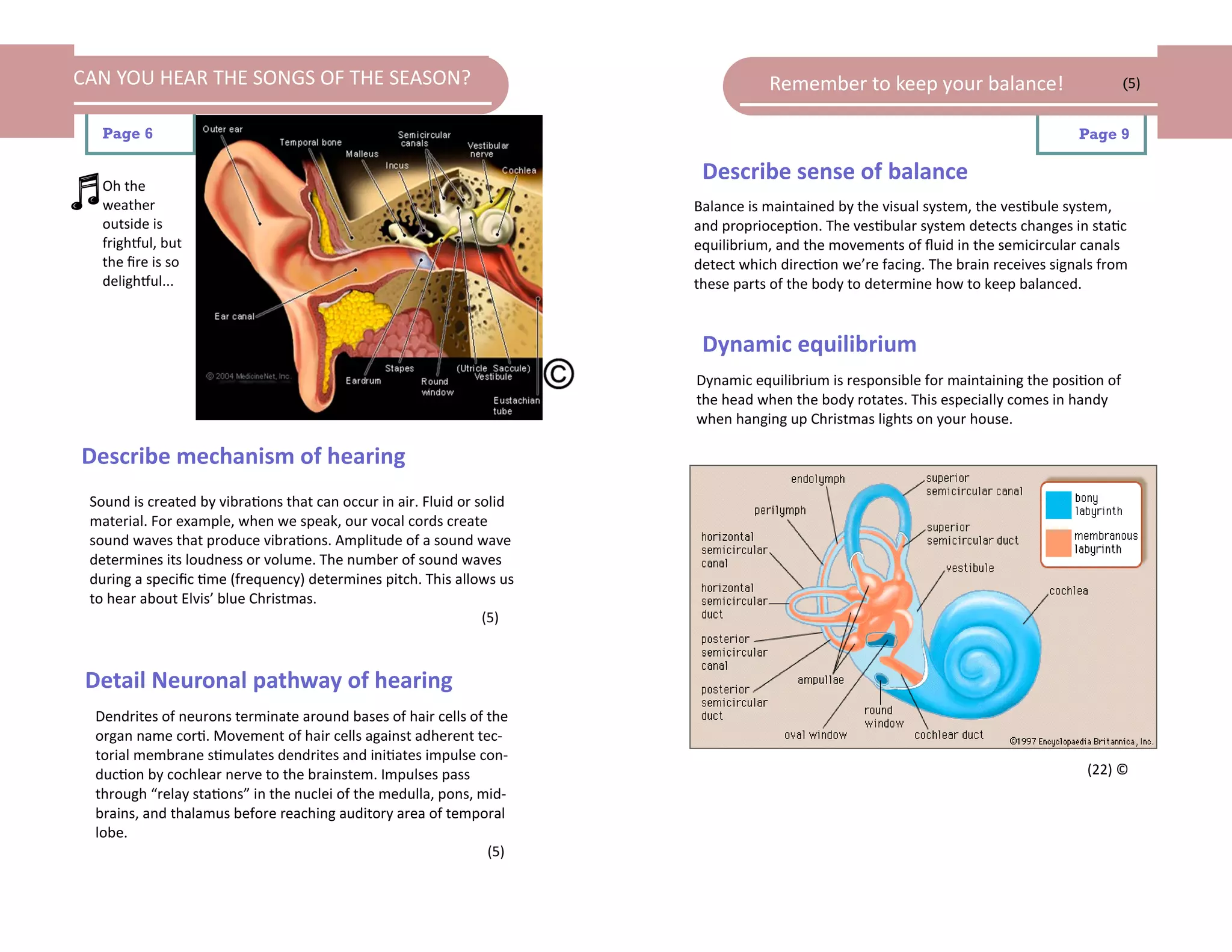 CAN YOU HEAR THE SONGS OF THE SEASON?                                              Remember to keep your balance!                            (5)


   Page 6                                                                                                                           Page 9


   Oh the
                                                                         Describe sense of balance
   weather                                                              Balance is maintained by the visual system, the vestibule system,
   outside is                                                           and proprioception. The vestibular system detects changes in static
   frightful, but                                                       equilibrium, and the movements of fluid in the semicircular canals
   the fire is so                                                       detect which direction we’re facing. The brain receives signals from
   delightful...                                                        these parts of the body to determine how to keep balanced.


                                                                         Dynamic equilibrium
                                                                        Dynamic equilibrium is responsible for maintaining the position of
                                                                        the head when the body rotates. This especially comes in handy
                                                                        when hanging up Christmas lights on your house.

Describe mechanism of hearing
 Sound is created by vibrations that can occur in air. Fluid or solid
 material. For example, when we speak, our vocal cords create
 sound waves that produce vibrations. Amplitude of a sound wave
 determines its loudness or volume. The number of sound waves
 during a specific time (frequency) determines pitch. This allows us
 to hear about Elvis’ blue Christmas.
                                                                 (5)



 Detail Neuronal pathway of hearing
  Dendrites of neurons terminate around bases of hair cells of the
  organ name corti. Movement of hair cells against adherent tec-
  torial membrane stimulates dendrites and initiates impulse con-
  duction by cochlear nerve to the brainstem. Impulses pass                                                                          (22) ©
  through “relay stations” in the nuclei of the medulla, pons, mid-
  brains, and thalamus before reaching auditory area of temporal
  lobe.
                                                                (5)
 