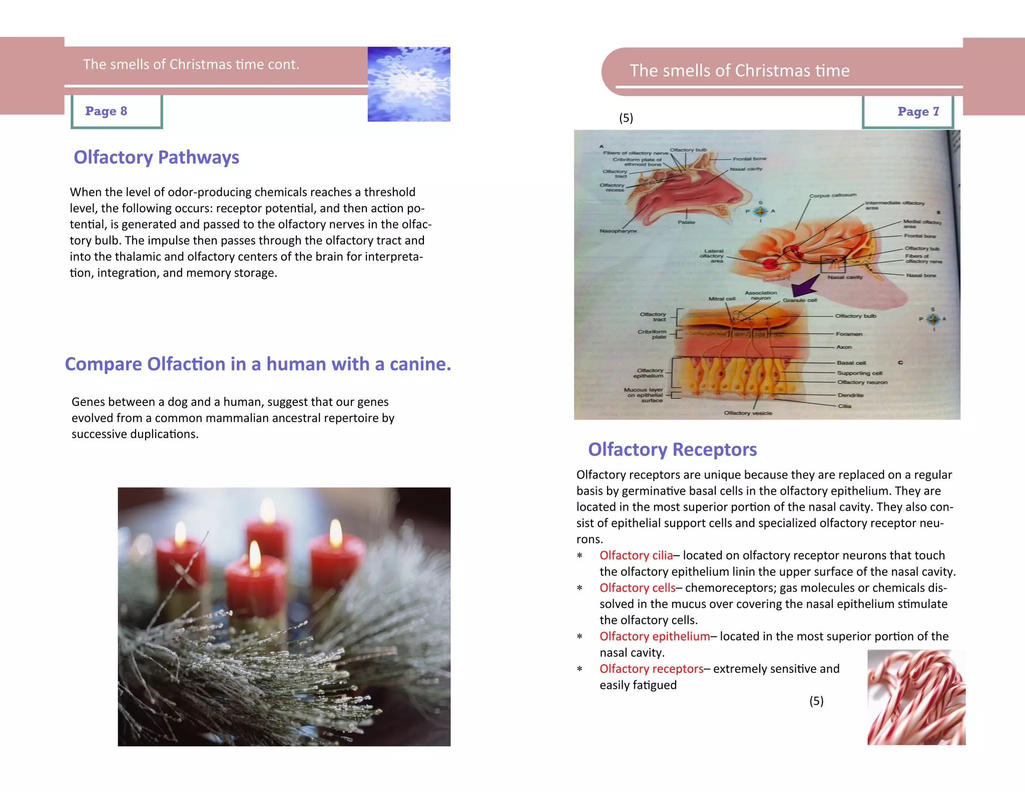 The smells of Christmas time cont.                                               The smells of Christmas time

   Page 8                                                                                                                              Page 7
                                                                                 (5)


Olfactory Pathways
When the level of odor-producing chemicals reaches a threshold
level, the following occurs: receptor potential, and then action po-
tential, is generated and passed to the olfactory nerves in the olfac-
tory bulb. The impulse then passes through the olfactory tract and
into the thalamic and olfactory centers of the brain for interpreta-
tion, integration, and memory storage.




Compare Olfaction in a human with a canine.
Genes between a dog and a human, suggest that our genes
evolved from a common mammalian ancestral repertoire by
successive duplications.
                                                                           Olfactory Receptors
                                                                         Olfactory receptors are unique because they are replaced on a regular
                                                                         basis by germinative basal cells in the olfactory epithelium. They are
                                                                         located in the most superior portion of the nasal cavity. They also con-
                                                                         sist of epithelial support cells and specialized olfactory receptor neu-
                                                                         rons.
                                                                          Olfactory cilia– located on olfactory receptor neurons that touch
                                                                              the olfactory epithelium linin the upper surface of the nasal cavity.
                                                                          Olfactory cells– chemoreceptors; gas molecules or chemicals dis-
                                                                              solved in the mucus over covering the nasal epithelium stimulate
                                                                              the olfactory cells.
                                                                          Olfactory epithelium– located in the most superior portion of the
                                                                              nasal cavity.
                                                                          Olfactory receptors– extremely sensitive and
                                                                              easily fatigued
                                                                                                                        (5)
 