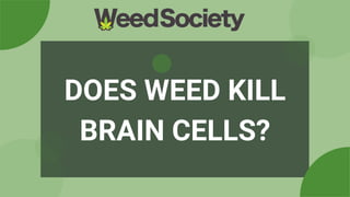 DOES WEED KILL
BRAIN CELLS?
 